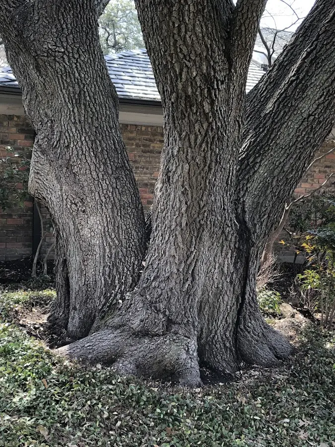 Mature heritage tree close to a Clarkston property cared for by certified arborists